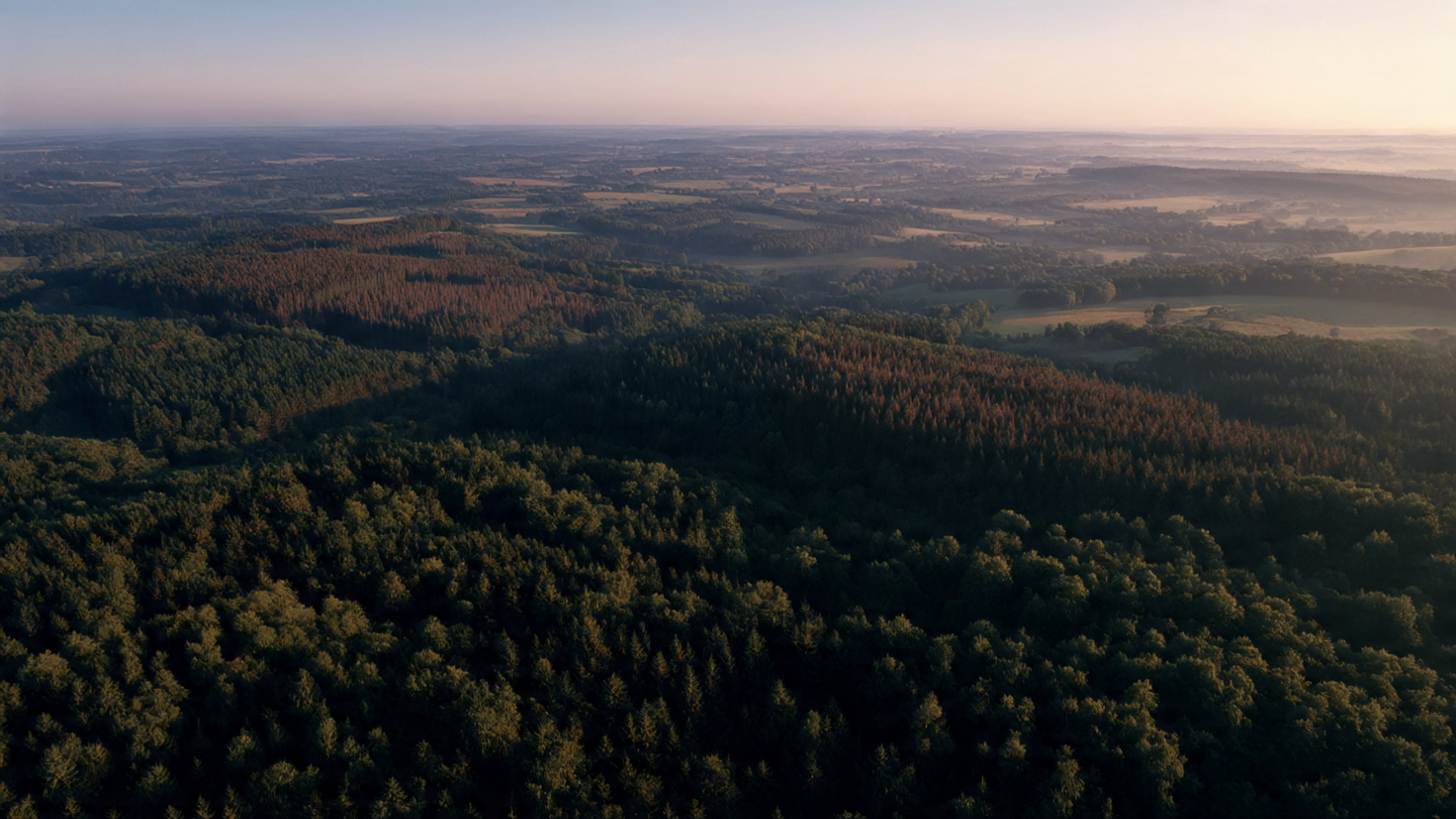 Aerial view of a European forest showing mixed healthy and degraded patches linked to biodiversity loss.